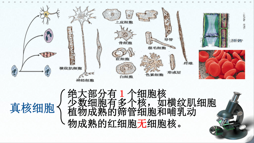 高中生物浙科版必修1 分子与细胞第二章 细胞的结构第四节  细胞核课件（20张）