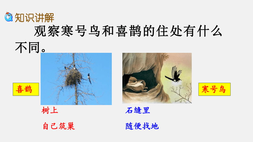 板書設計感謝您的欣賞課外練習想象一下,如果寒號鳥接受了喜鵲第二次