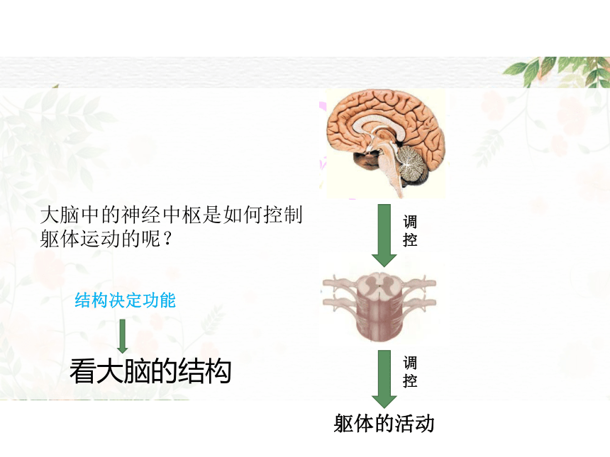 高中 生物 人教版(2019) 選擇性必修1 穩態與調節 第2章 神經調節 第