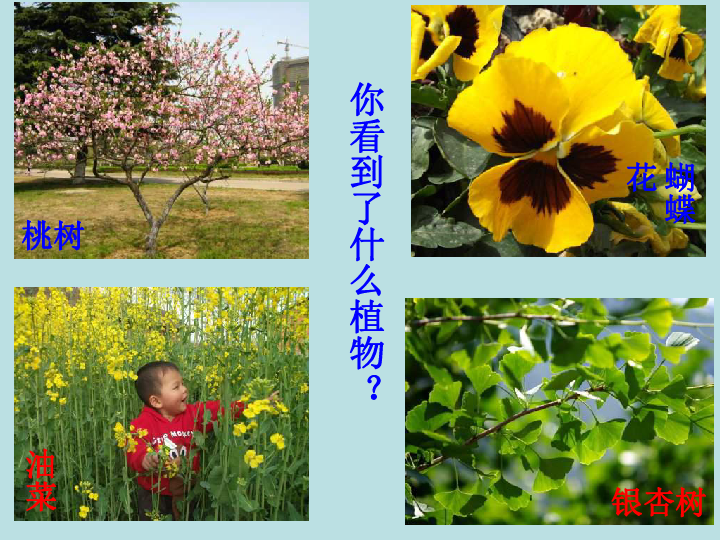 桃樹蝴蝶花油菜銀杏樹金陵中學實驗小學白楊柏樹爬山虎你又