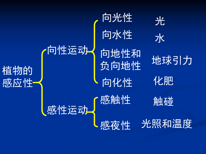 植物的向性运动图片