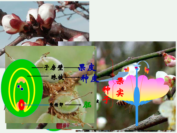 第七单元 第一章 生物的生殖和发育 第一节 植物的生殖（共20张ppt）