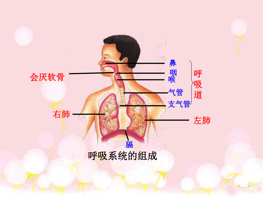 人教版 七下 第四单元第三章 第1节  呼吸道对空气的处理  课件（21张PPT）