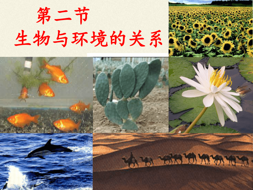 人教版七年级上册 生物  1.2.1生物与环境的关系课件（46张PPT）