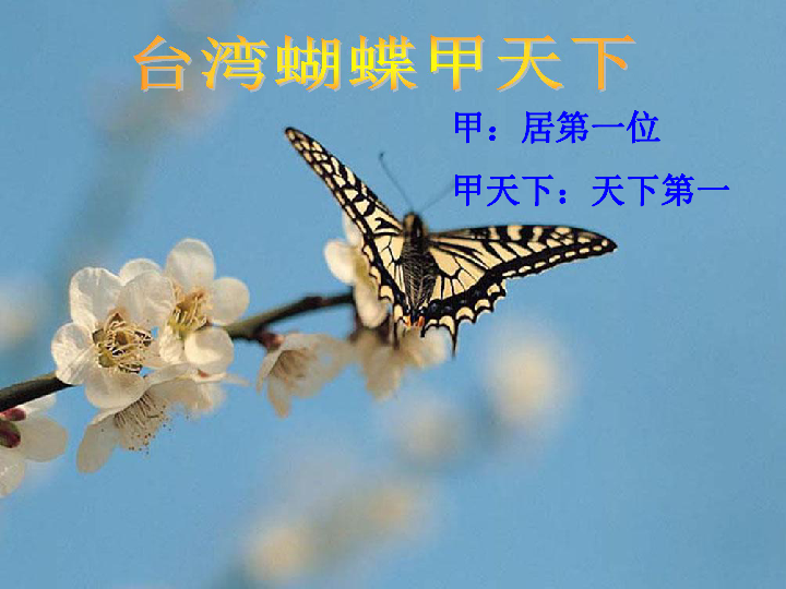 台湾蝴蝶甲天下课件