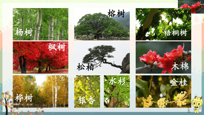 各种树图片及树名称图片