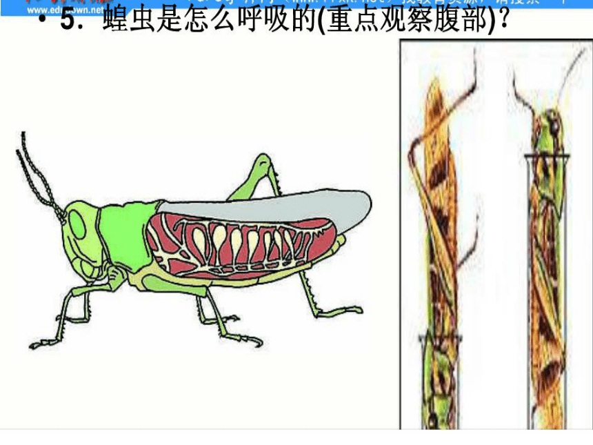 节肢动物呼吸方式图片