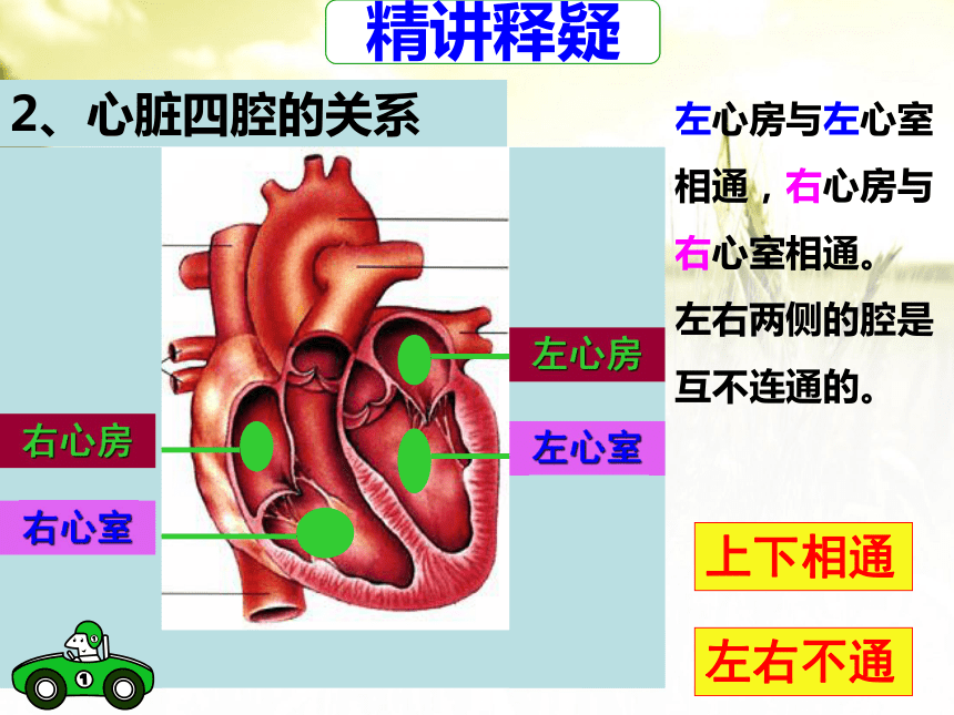 人教版七年级生物下册第四单元第四章第三节输送血液的泵-心脏 课件（共35张PPT）