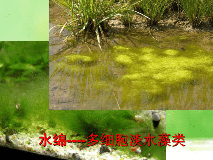 第一节藻类苔藓和蕨类植物课件（54PPT）