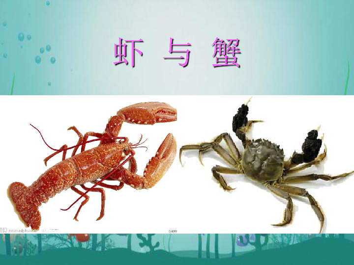 14.虾和蟹（二） 课件（14张幻灯片）