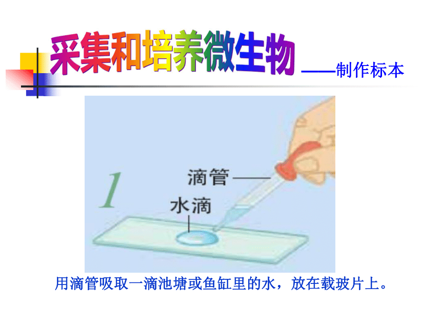 《用显微镜观察身边的生命世界(三)》 课件