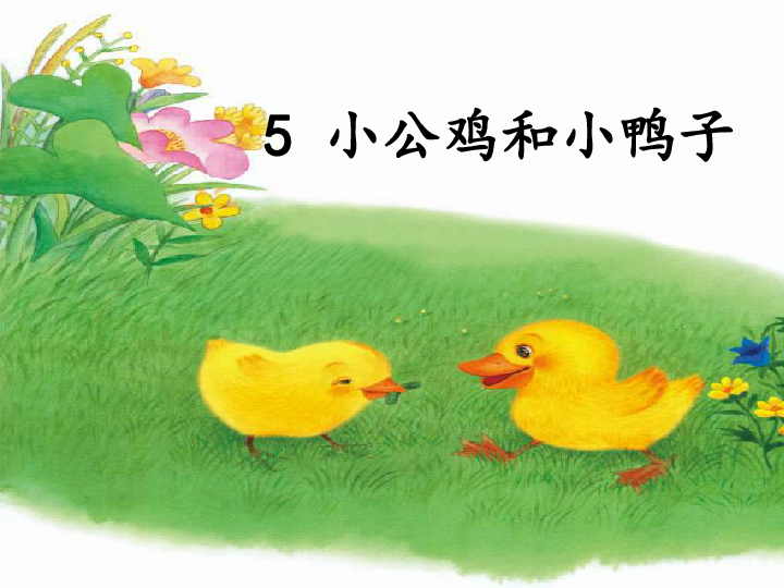 5.小公鸡和小鸭子课件  人教部编版（21张ppt）