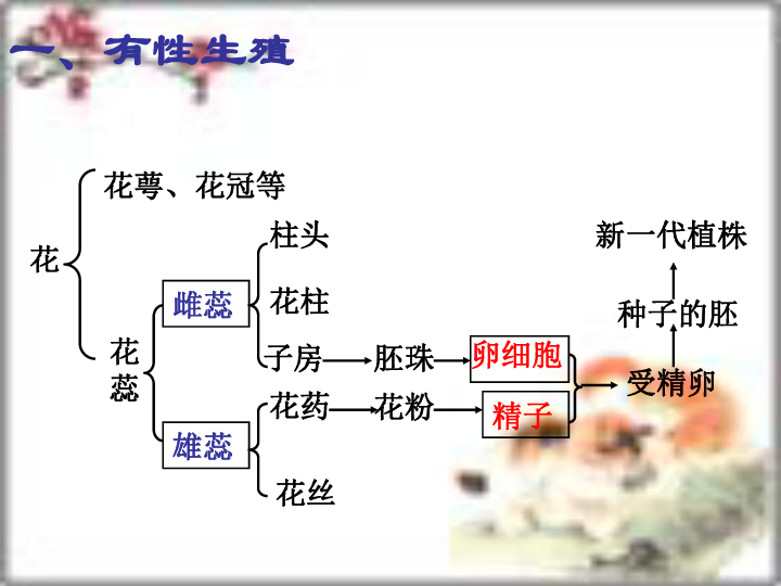 第一章绿色开花植物的一生复习课件(济南版)下载