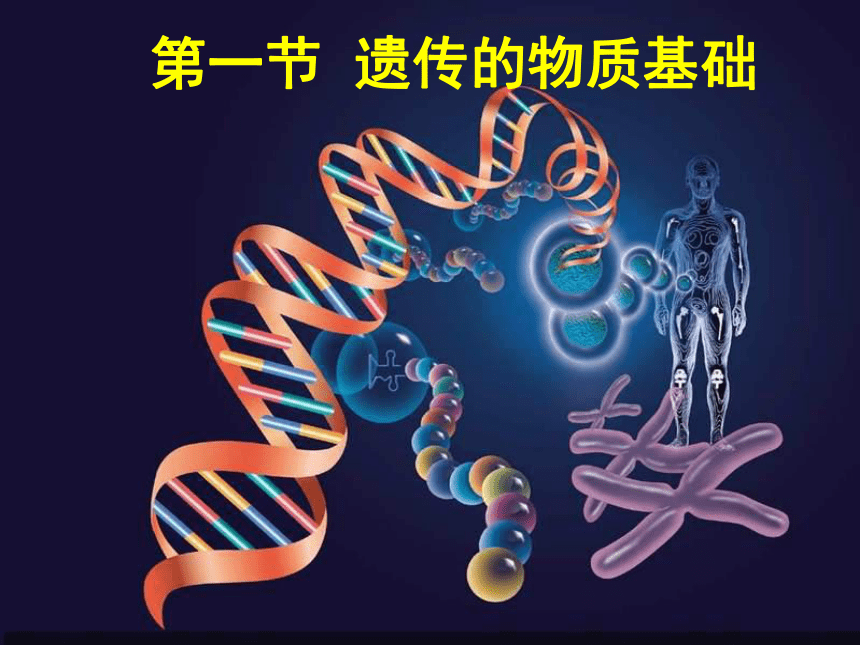 济南版八上第四章第一节遗传的物质基础课件（共21张PPT）