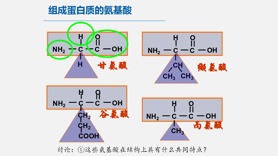 人教版必修1 生物2.2 生命活动的主要承担者——蛋白质  课件 共27张PPT