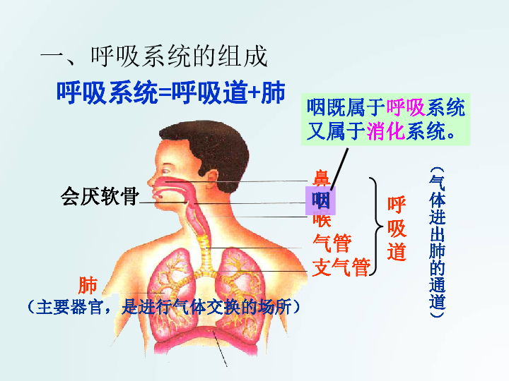 3.1-呼吸道对空气的处理课件(26张PPT)