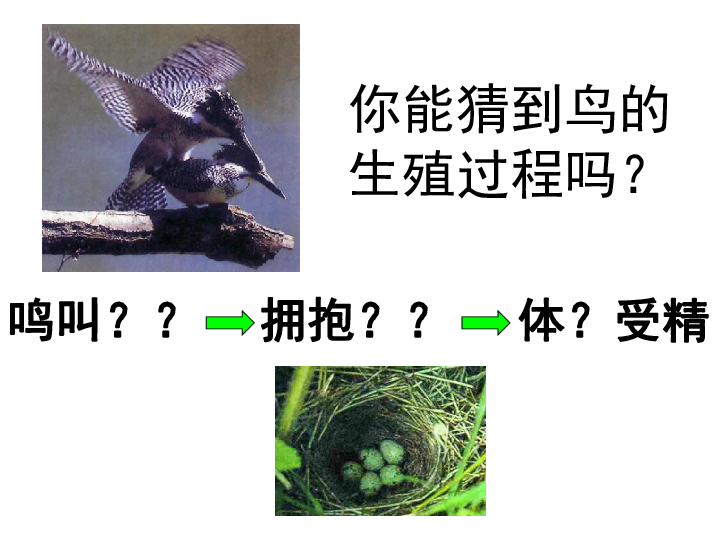 苏教版生物八年级下册21.5鸟类的生殖与发育课件（共25张PPT）