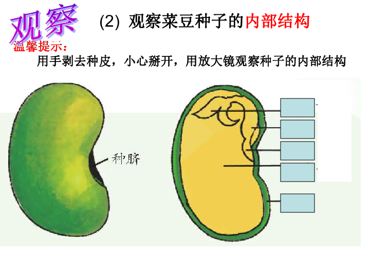 豌豆种子结构和结构图图片