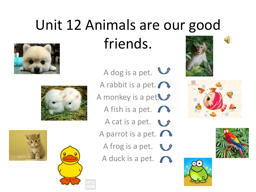 Unit 12 Animals are our good friends 课件