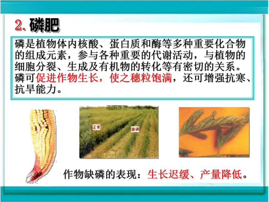 10.3化学肥料 课件 (5)