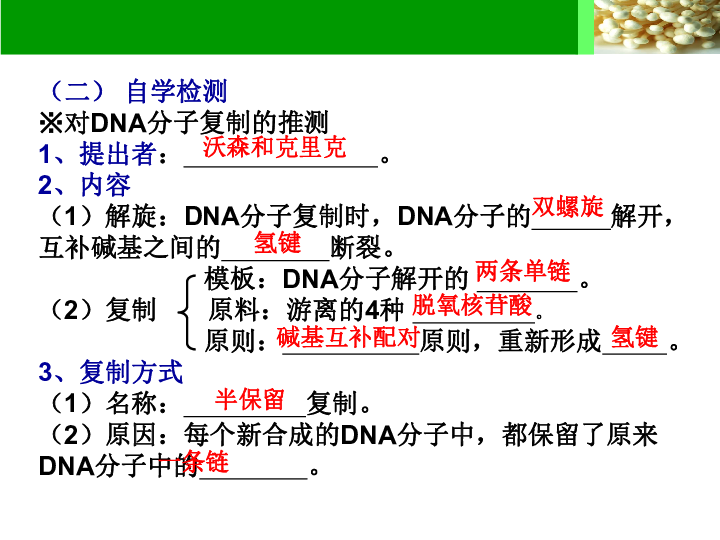 人教新课标高中生物必修二  3.3DNA分子的复制 课件（17张）