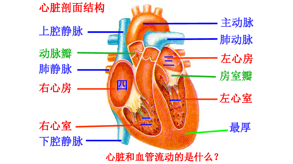 左心房解剖结构图图片