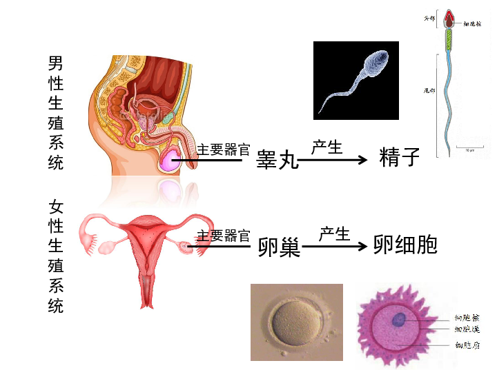 人的生殖和发育课件共24张ppt