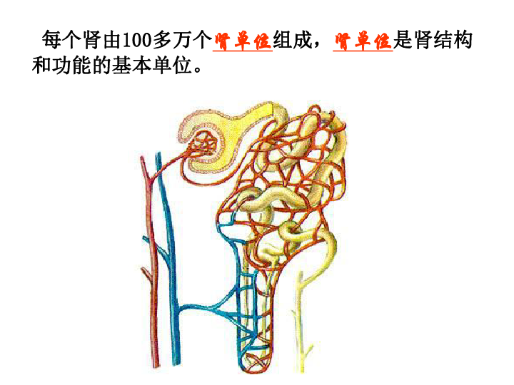 济南版七下生物 4.1尿液的形成和排出 课件（共17张PPT）