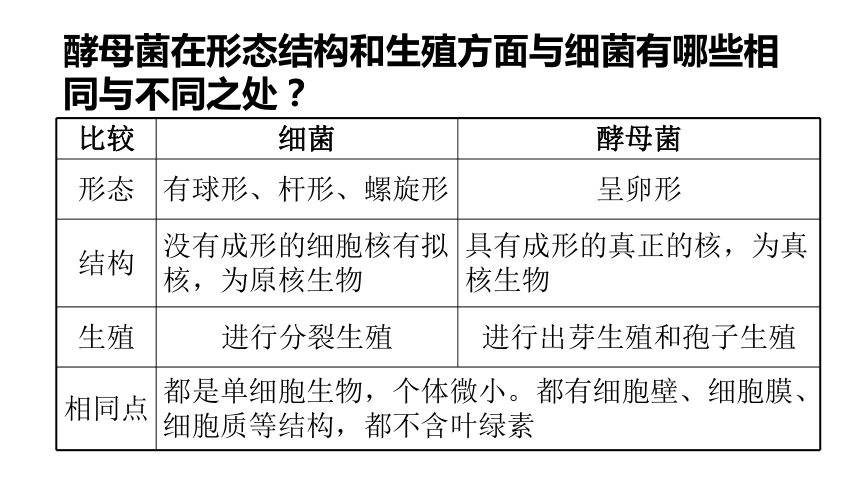 2021-2022学年冀少版生物八年级上册5.2.1酵母菌和霉菌 课件(共18张PPT)