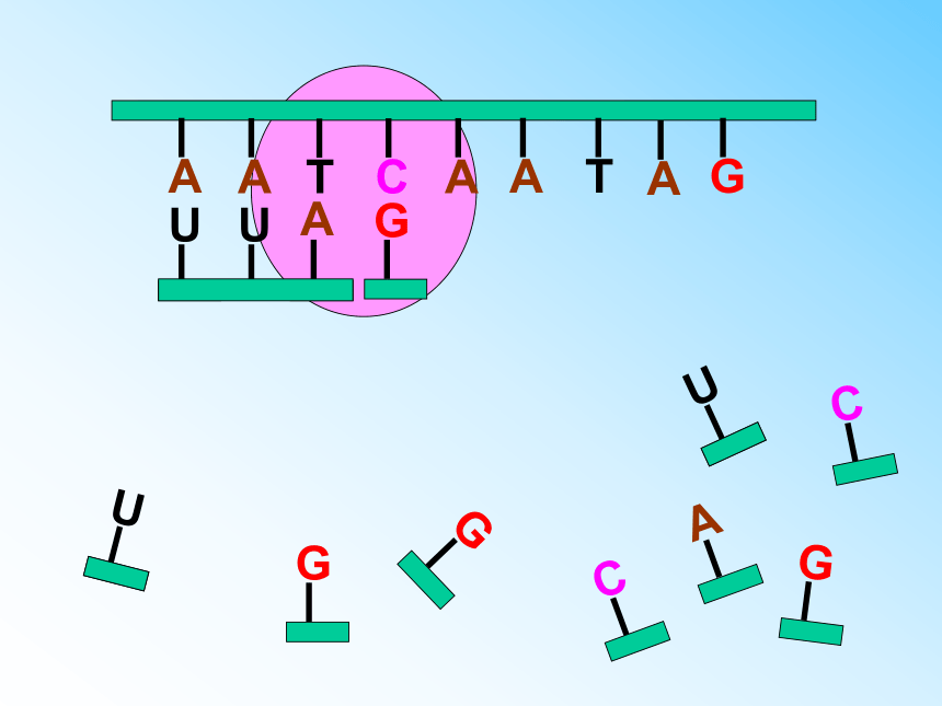 高中生物人教版必修二第四章第1节 基因指导蛋白质的合成   课件（55张PPT）