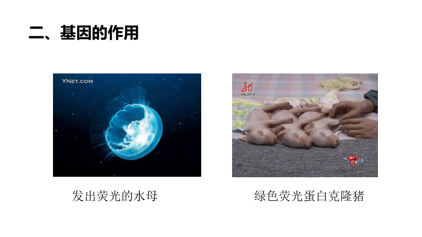 湖南省茶陵县第三中学人教版高中生物必修二 3.4基因是有遗传效应的DNA片段 课件 (共17张PPT)