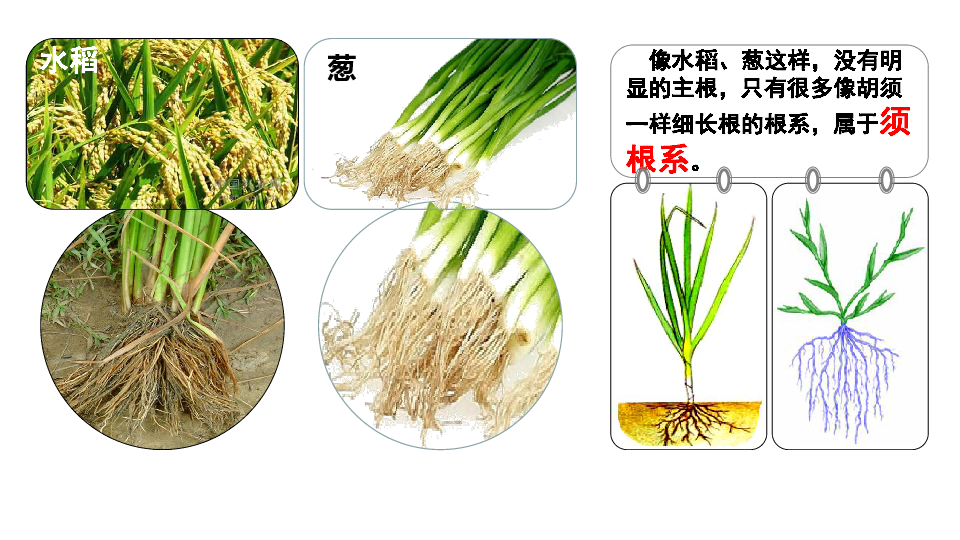 青岛版科学三上 6 植物的根 课件（13张ppt）