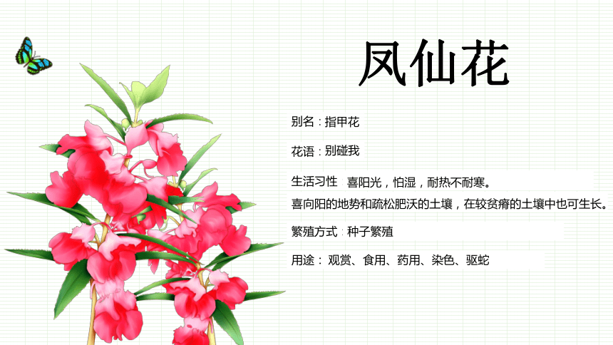 教科版四年级下册科学课件12种植凤仙花课件共13张ppt