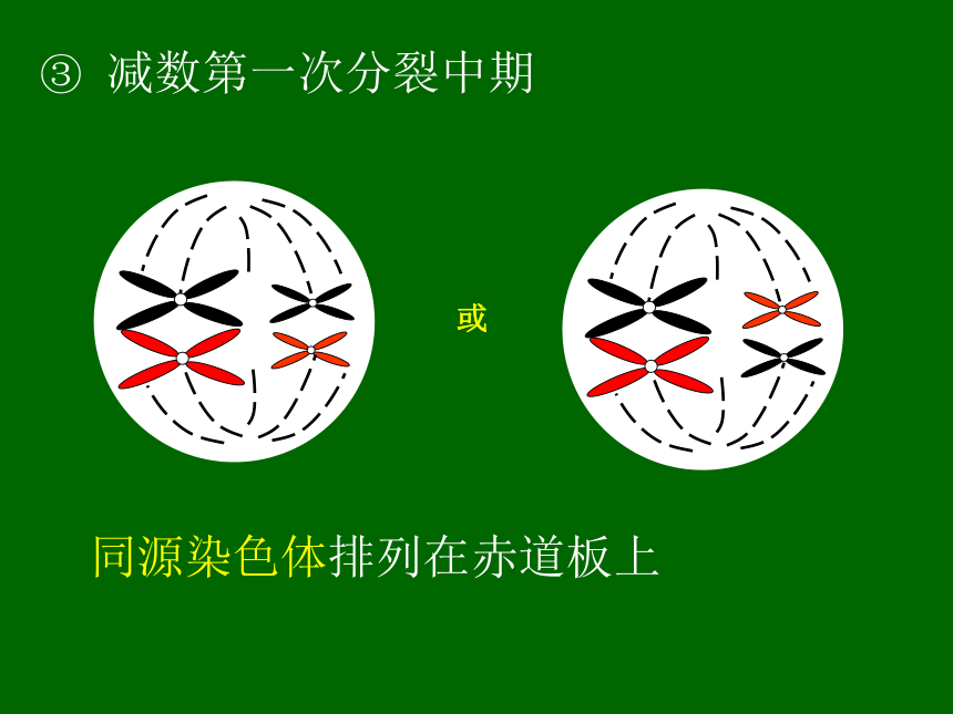 山东省日照市五莲中学2017届高三上学期生物一轮复习-减数分裂 课件 （共23张PPT）