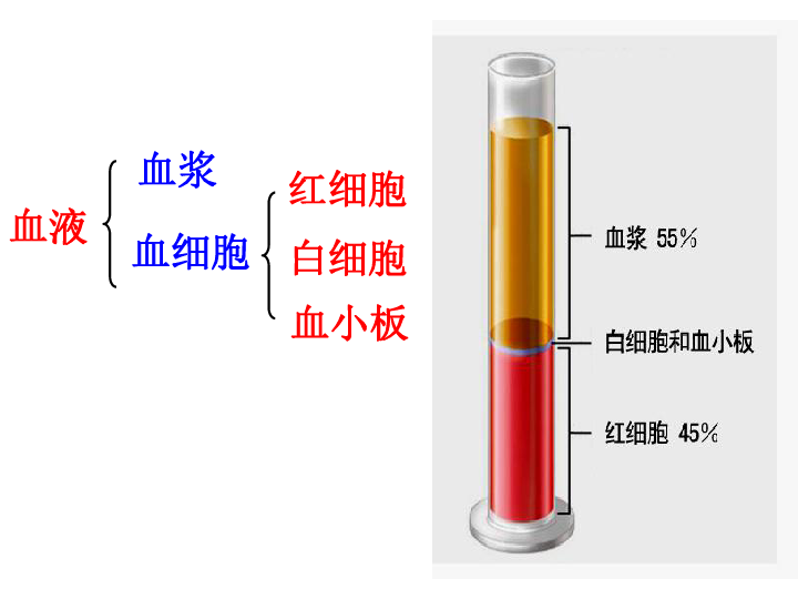 济南版七下生物 3.1物质运输的载体 课件(23张PPT)