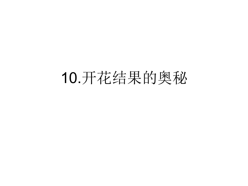 10.开花结果的奥秘 课件
