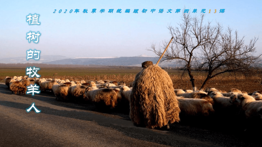 13 植树的牧羊人 课件（47张PPT）