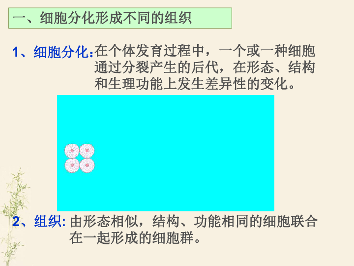 《生物体--植物体的结构层次》课件 (共22张PPT)