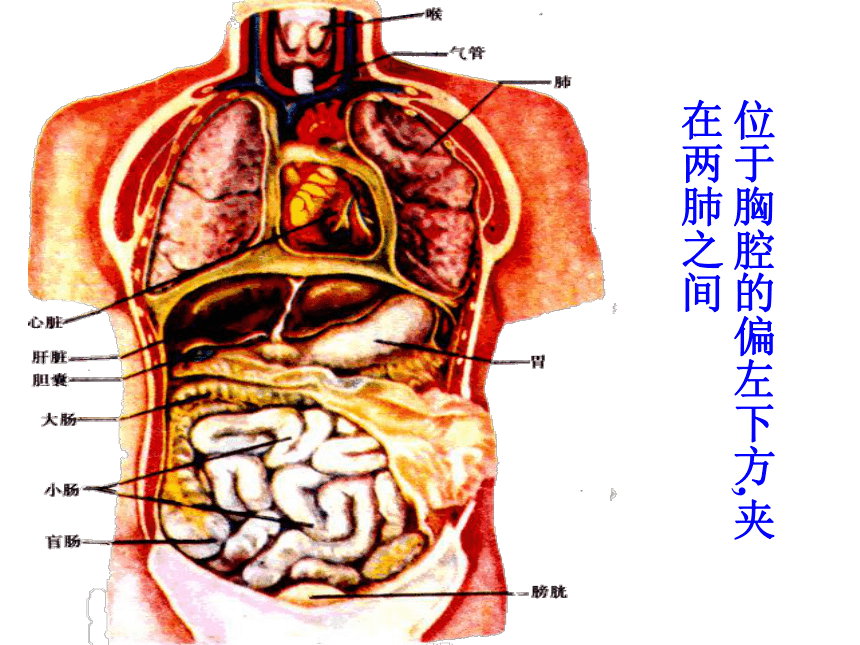 用右手在自己的胸部寻找一下心跳的部位 说出心脏的位置