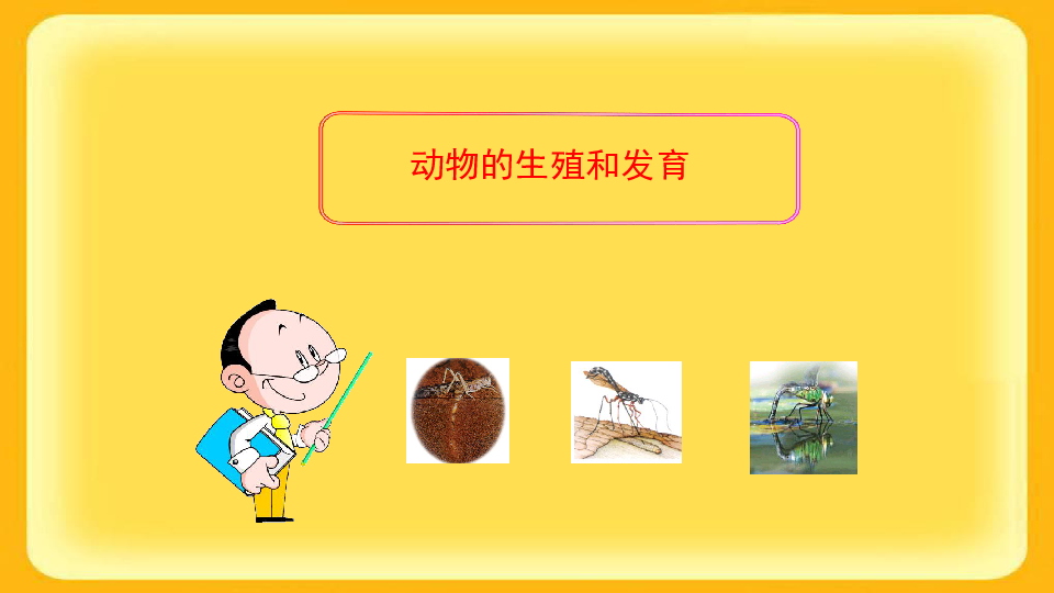京改版八年级生物上册：10.2 动物的生殖和发育  课件（共21张PPT）