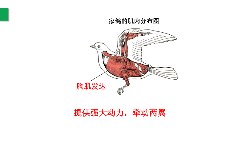 鸟类的胸肌图片