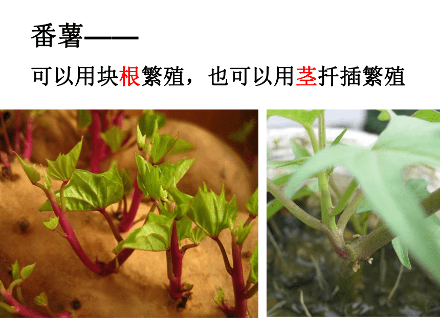 1.1植物新生命的开始 课件