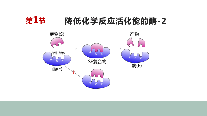 新教材人教版2019高中生物必修一51降低化学反应活化能的酶2课件47张