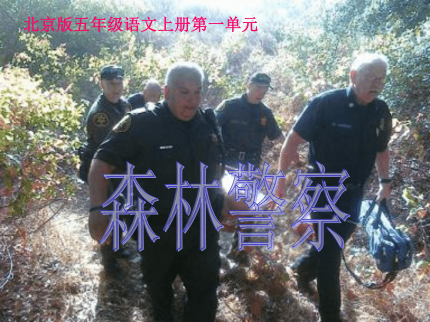 五年级语文上册课件 森林警察 2（北京版）