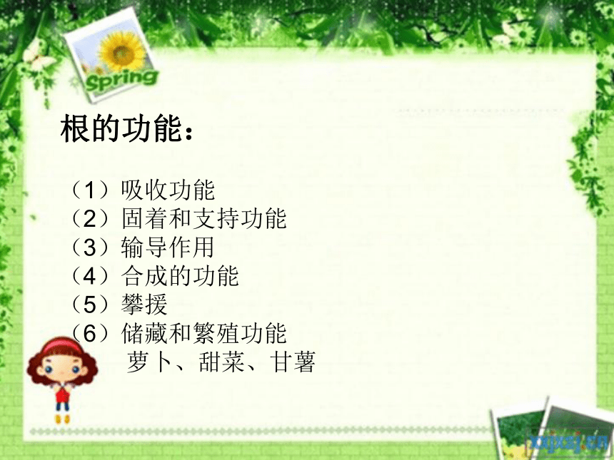 15.植物怎样喝水 课件