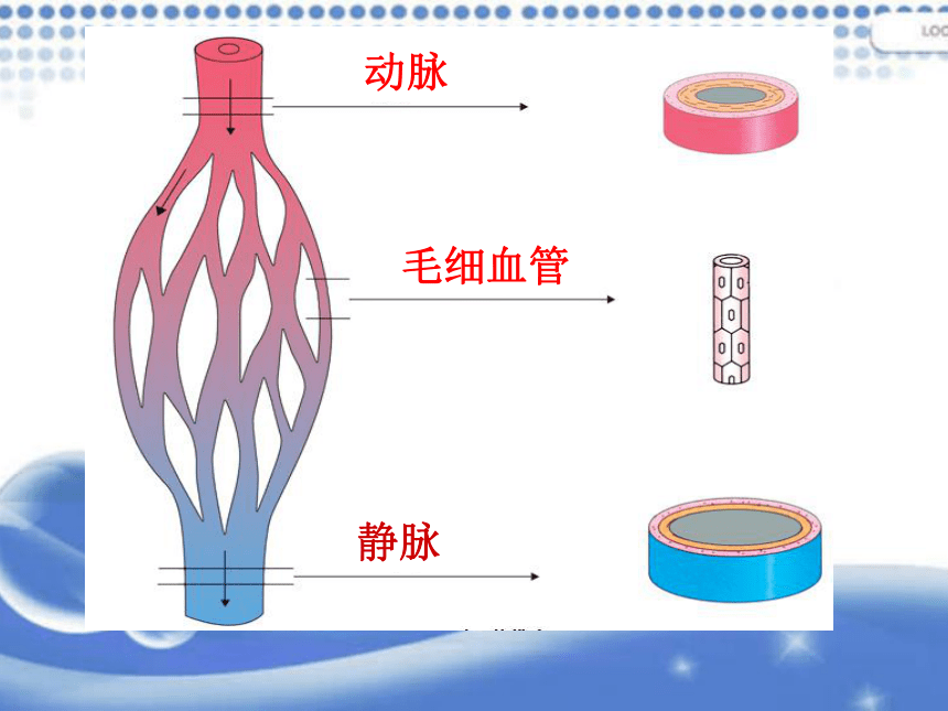 济南版七年级下册生物第三章 人体内物质的运输第2节《物质运输的器官》参考课件（共29张PPT）