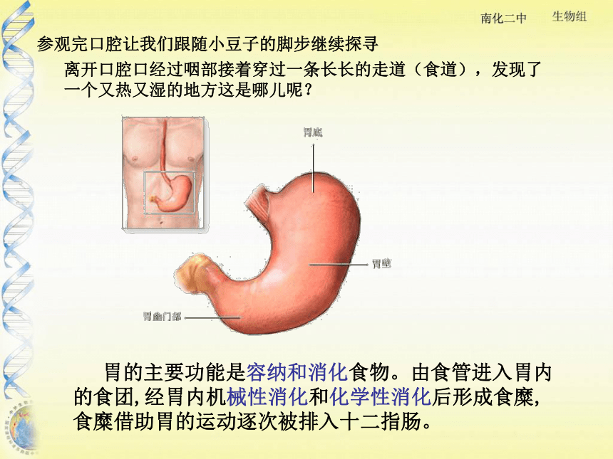 第二节 人的消化与吸收