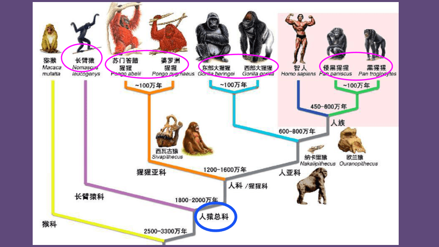 人类的祖先内容图片