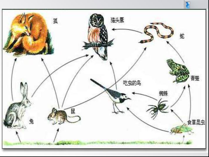 人教版八年级上册生物  5.3 动物在生物圈中的作用 课件   (共27张PPT)