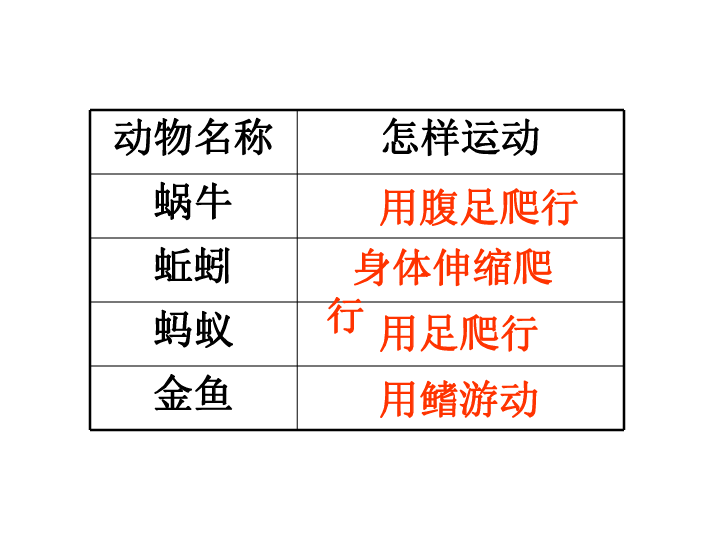 《动物有哪些相同特点》课件    (共21张PPT)